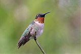 Ruby-throated Hummingbirdborder=