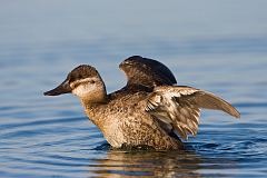 Ruddy Duck