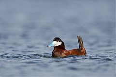 Ruddy Duck