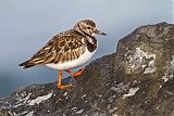 Ruddy Turnstone