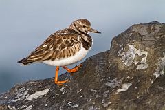 Ruddy Turnstone