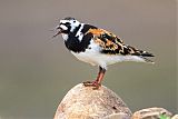 Ruddy Turnstone