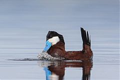 Ruddy Duck