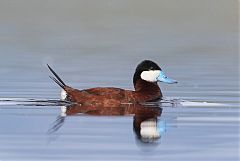 Ruddy Duck