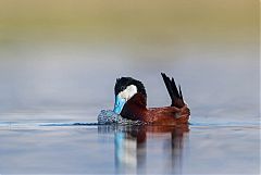 Ruddy Duck
