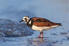 Ruddy Turnstone