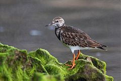 Ruddy Turnstone