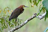 Rufescent Tiger-Heron