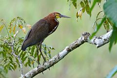 Rufescent Tiger-Heron