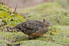 Rufous-bellied Seedsnipe