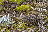 Rufous-bellied Seedsnipe