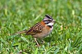 Rufous-collared Sparrow