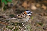 Rufous-collared Sparrow