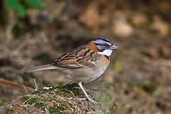 Rufous-collared Sparrow