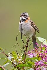 Rufous-collared Sparrow