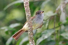 Rufous-tailed Flycatcher