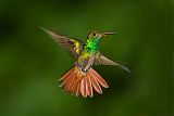 Rufous-tailed Hummingbird