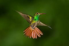 Rufous-tailed Hummingbird