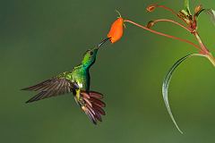 Green-breasted Mango