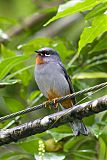 Rufous-throated Solitaire