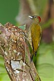 Rufous-winged Woodpeckerborder=