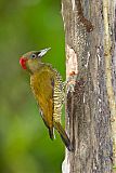 Rufous-winged Woodpeckerborder=