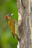 Rufous-winged Woodpecker