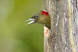 Rufous-winged Woodpeckerborder=