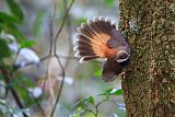 Rufous Fantailborder=