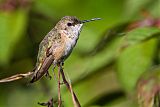 Rufous Hummingbirdborder=