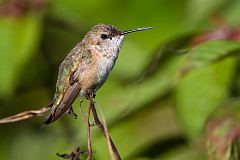 Rufous Hummingbird