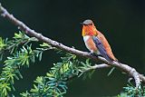 Rufous Hummingbird