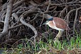 Rufous Night-Heron