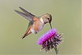 Rufous Hummingbird