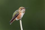 Rufous Hummingbird