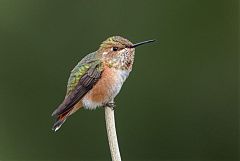 Rufous Hummingbird