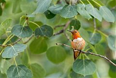 Rufous Hummingbird