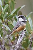 Rufous Whistlerborder=