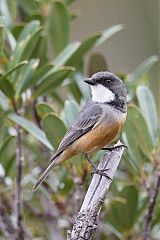 Rufous Whistler