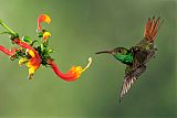 Rufous-tailed Hummingbirdborder=