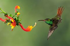 Rufous-tailed Hummingbird