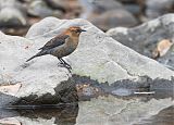 Rusty Blackbird