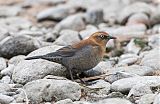 Rusty Blackbird