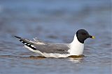 Sabine's Gull