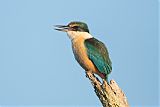 Sacred Kingfisher