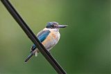 Sacred Kingfisher