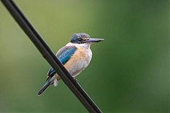 Sacred Kingfisher