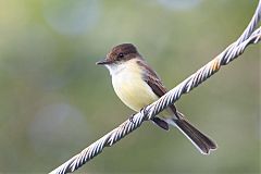 Sad Flycatcher