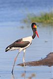 Saddle-billed Storkborder=