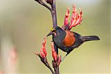 North Island Saddlebackborder=